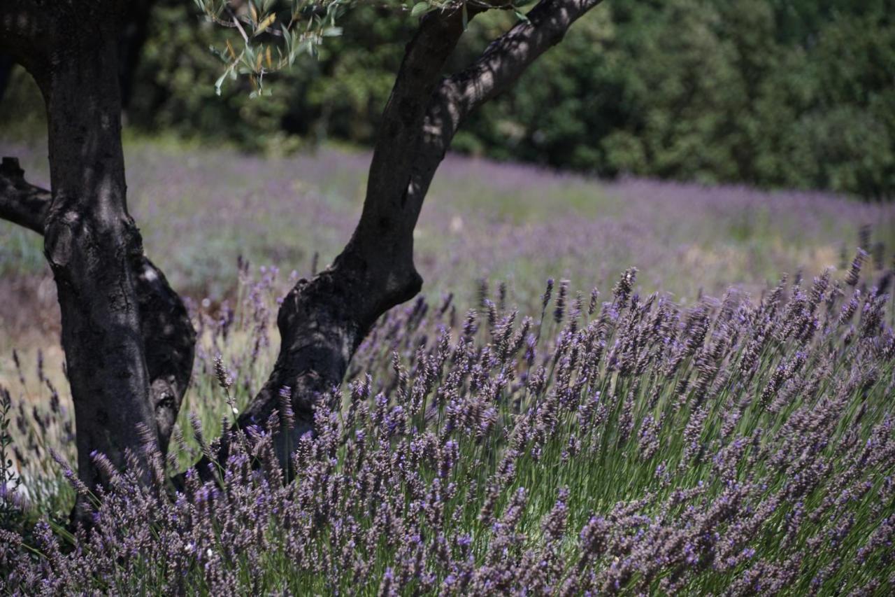 Les Nefliers Gite Céreste Exteriér fotografie